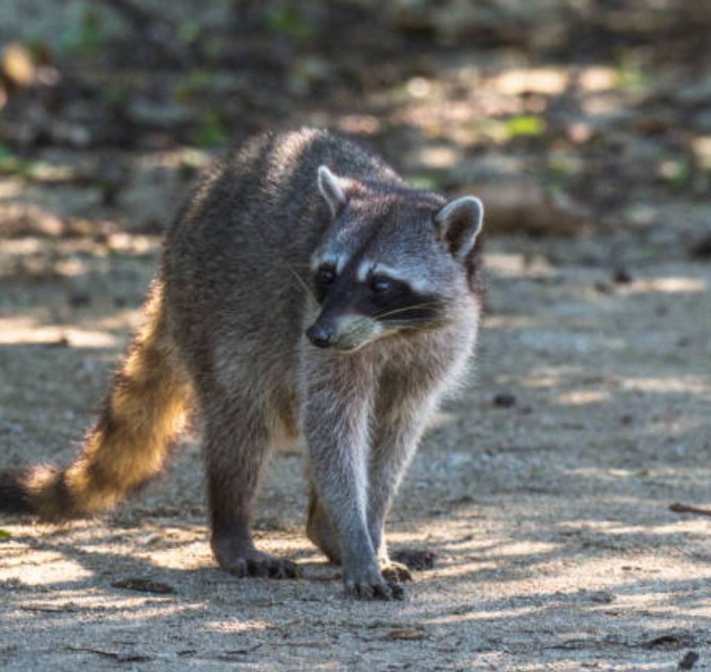 Coastal wildlife near Puerto Limón Caribbean rainforest trails